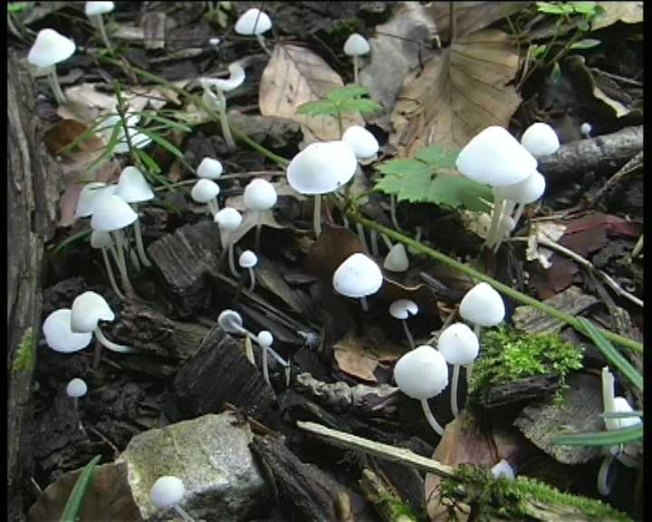 Winkel ( FRA ) 28.08.2004   2 Serie